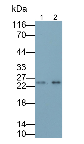 Polyclonal Antibody to Myosin Light Chain 1 (MYL1)