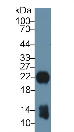 Polyclonal Antibody to Myosin Light Chain 1 (MYL1)