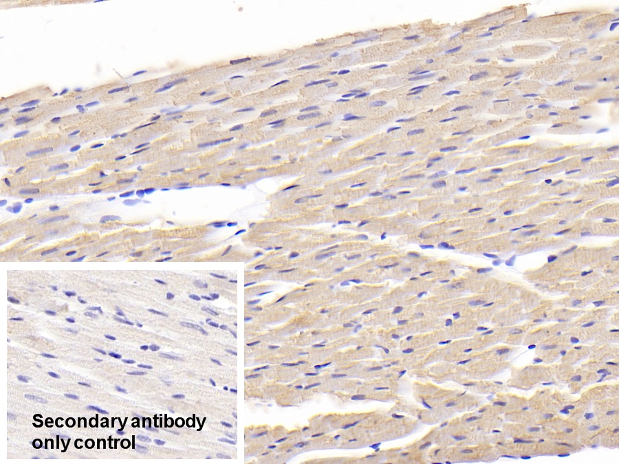 Polyclonal Antibody to Myosin Light Chain 1 (MYL1)