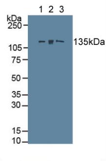 Polyclonal Antibody to Myosin Light Chain Kinase (MYLK)