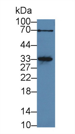 Polyclonal Antibody to Myogenin (MYOG)