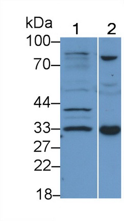 Polyclonal Antibody to Myogenin (MYOG)