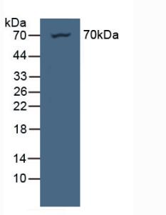 Polyclonal Antibody to Nucleoporin 85 (NUP85)