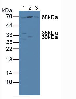 Polyclonal Antibody to Nucleoporin 85 (NUP85)