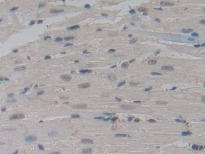 Polyclonal Antibody to Nucleoporin 85 (NUP85)