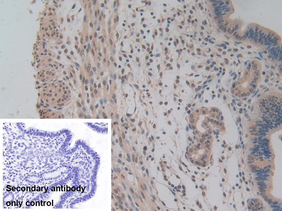 Polyclonal Antibody to Nucleoporin 85 (NUP85)