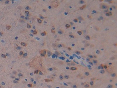 Polyclonal Antibody to Macrophage Stimulating Protein (MSP)