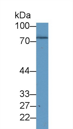 Polyclonal Antibody to Macrophage Stimulating Protein (MSP)