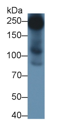 Polyclonal Antibody to Chondroitin Sulfate Proteoglycan 4 (CSPG4)