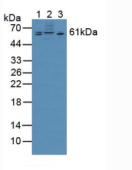 Polyclonal Antibody to Chondroitin Sulfate Proteoglycan 5 (CSPG5)