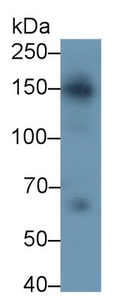 Polyclonal Antibody to Nucleoporin 153 (NUP153)