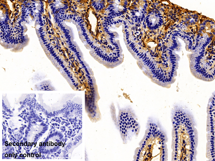 Polyclonal Antibody to Fibrinogen Alpha Chain (FGA)