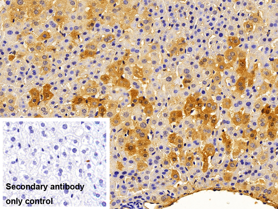 Polyclonal Antibody to Fibrinogen Alpha Chain (FGA)