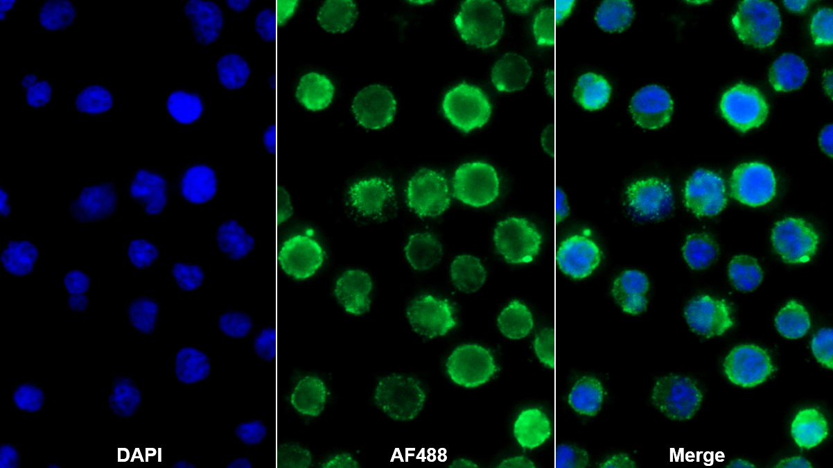 Polyclonal Antibody to Target Of The Antiproliferative Antibody 1 (TAPA1)