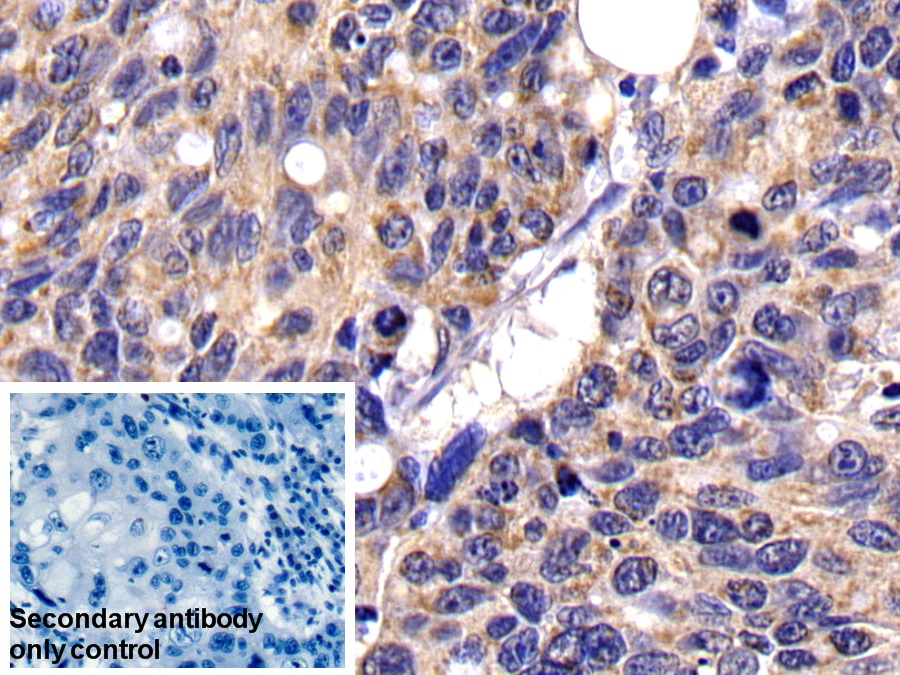 Polyclonal Antibody to Caspase 10 (CASP10)