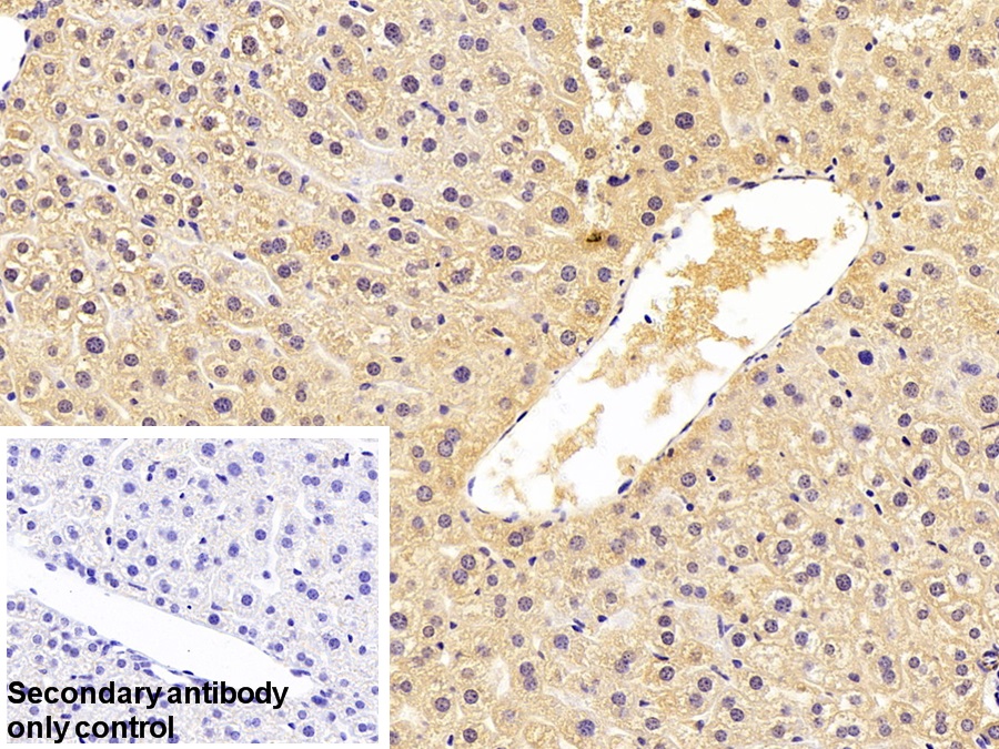 Polyclonal Antibody to Thioredoxin-interacting Protein (TXNIP)