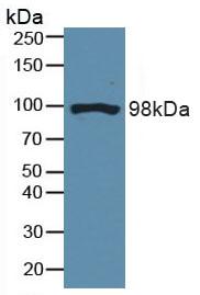 Polyclonal Antibody to Dynamin 2 (DNM2)