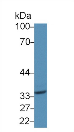 Polyclonal Antibody to Cluster Of Differentiation 1d (CD1d)