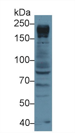 Polyclonal Antibody to Nucleoporin 205kDa (NUP205)