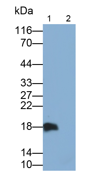 Polyclonal Antibody to Interleukin 31 (IL31)