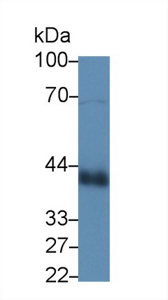 Polyclonal Antibody to Clusterin (CLU)