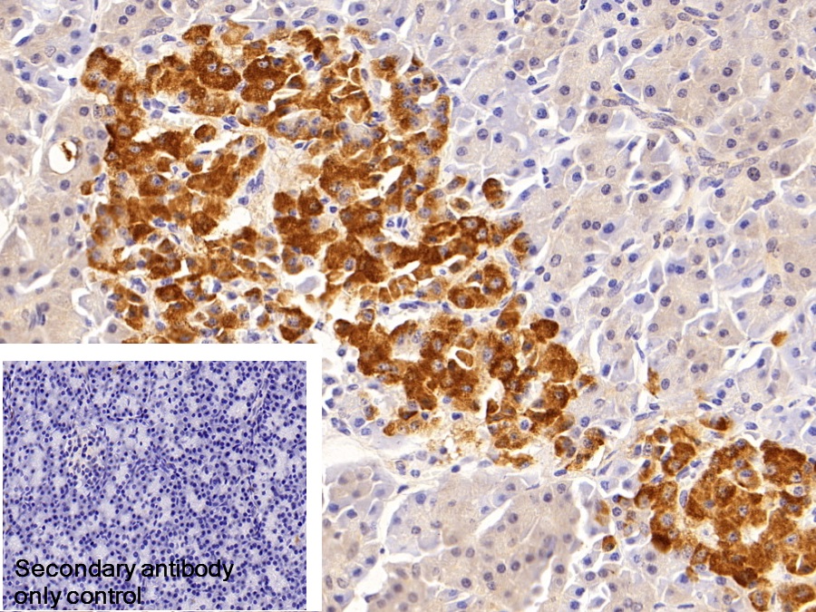 Polyclonal Antibody to Clusterin (CLU)