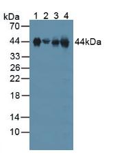 Polyclonal Antibody to Clusterin (CLU)