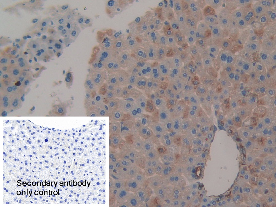 Polyclonal Antibody to Clusterin (CLU)