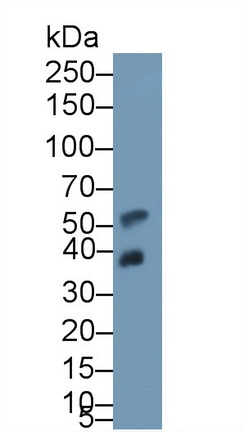 Polyclonal Antibody to Clusterin (CLU)