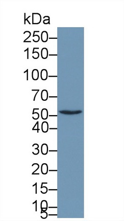 Polyclonal Antibody to Clusterin (CLU)