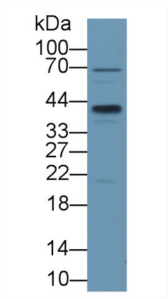 Polyclonal Antibody to Clusterin (CLU)