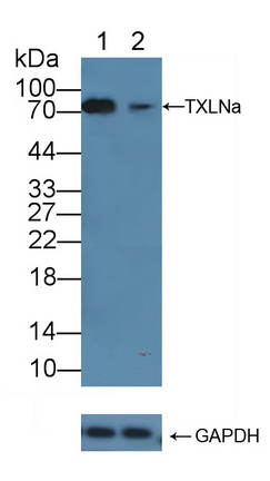 Polyclonal Antibody to Taxilin Alpha (TXLNa)