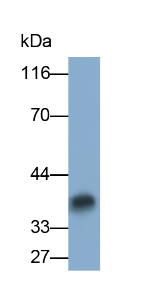 Polyclonal Antibody to Interleukin 19 (IL19)