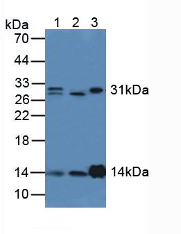 Polyclonal Antibody to Lysozyme (LZM)