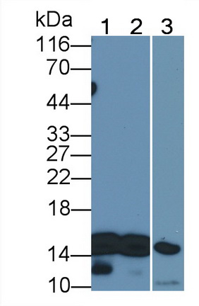 Polyclonal Antibody to Lysozyme (LZM)