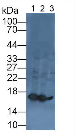 Polyclonal Antibody to Lysozyme (LZM)