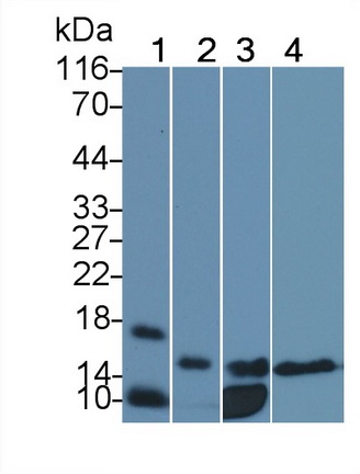 Polyclonal Antibody to Lysozyme (LZM)