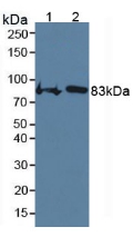 Polyclonal Antibody to Cartilage Oligomeric Matrix Protein (COMP)