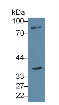 Polyclonal Antibody to Nucleoporin 88 (NUP88)