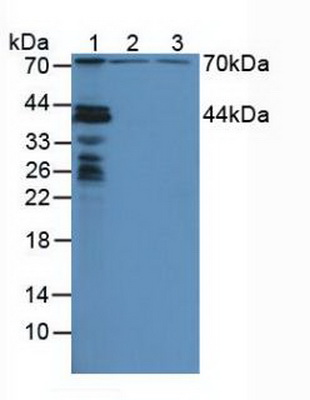 Polyclonal Antibody to Nucleoporin 88 (NUP88)