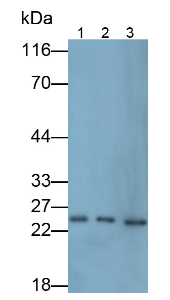 Polyclonal Antibody to Neurotensin (NT)