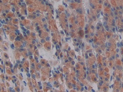 Polyclonal Antibody to Neurotensin (NT)