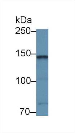 Polyclonal Antibody to Contactin 2 (CNTN2)