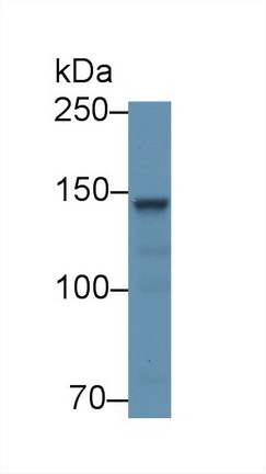 Polyclonal Antibody to Contactin 2 (CNTN2)