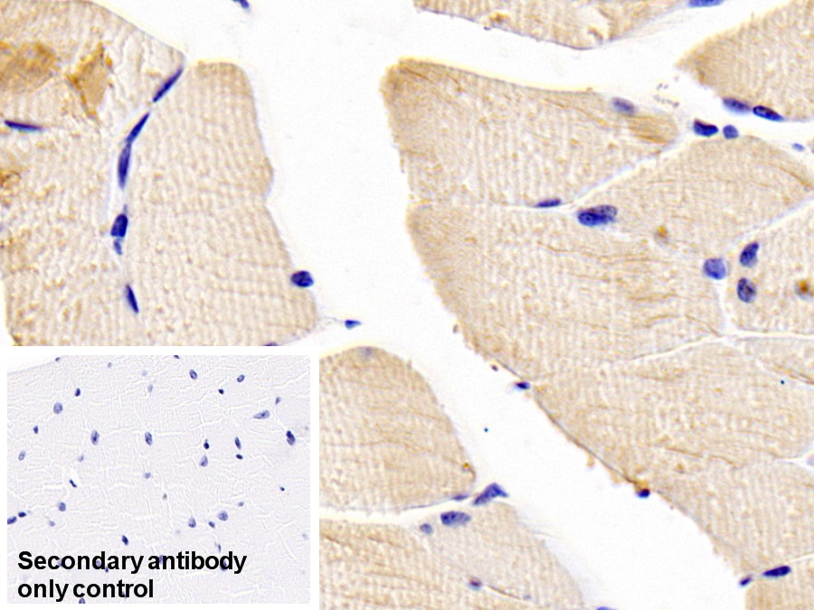 Polyclonal Antibody to Contactin 2 (CNTN2)