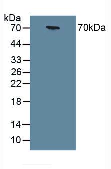 Polyclonal Antibody to Chromogranin A (CHGA)