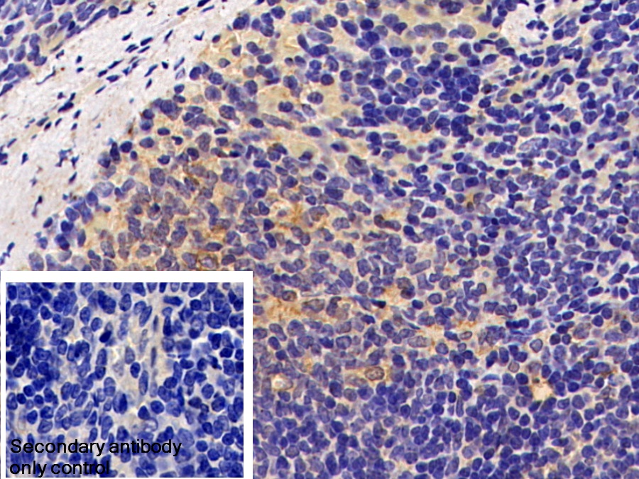 Polyclonal Antibody to Fibrinogen Beta Chain (FGB)