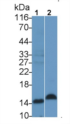 Polyclonal Antibody to Gastrin (GT)