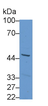 Polyclonal Antibody to Corticosteroid Binding Globulin (CBG)