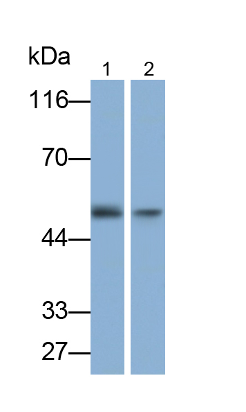 Polyclonal Antibody to Corticosteroid Binding Globulin (CBG)